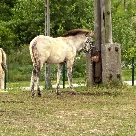 Kociewska Smetowo Graniczne